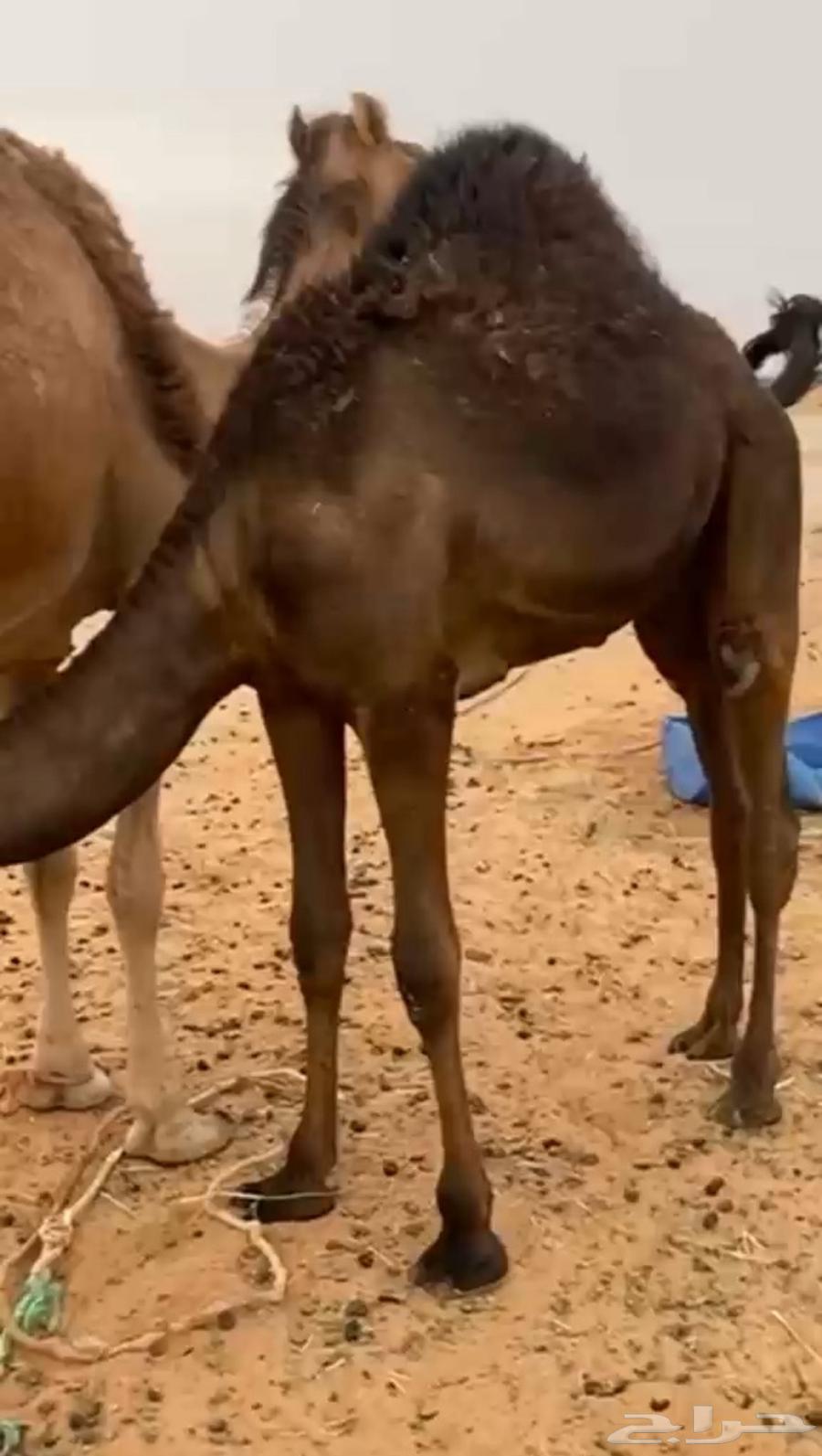 قعود فل كفو للبيع من باقي يرضع التواصل اتصال64368061552898110