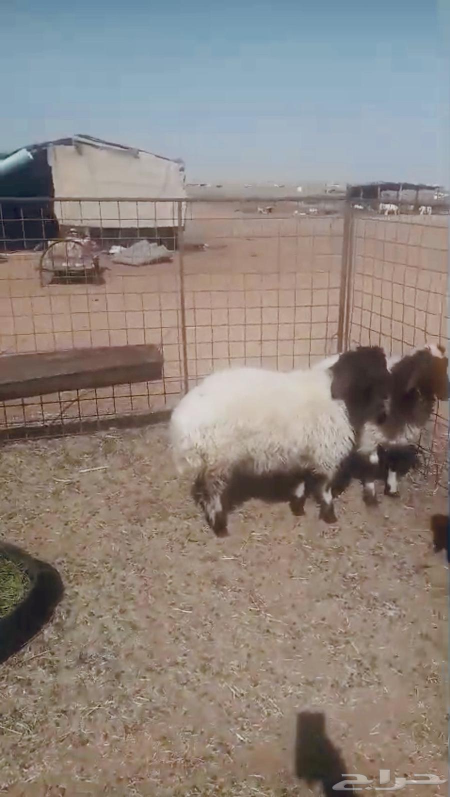 للبيع 3رخال نعيم العمر 5اشهور64374773652737110