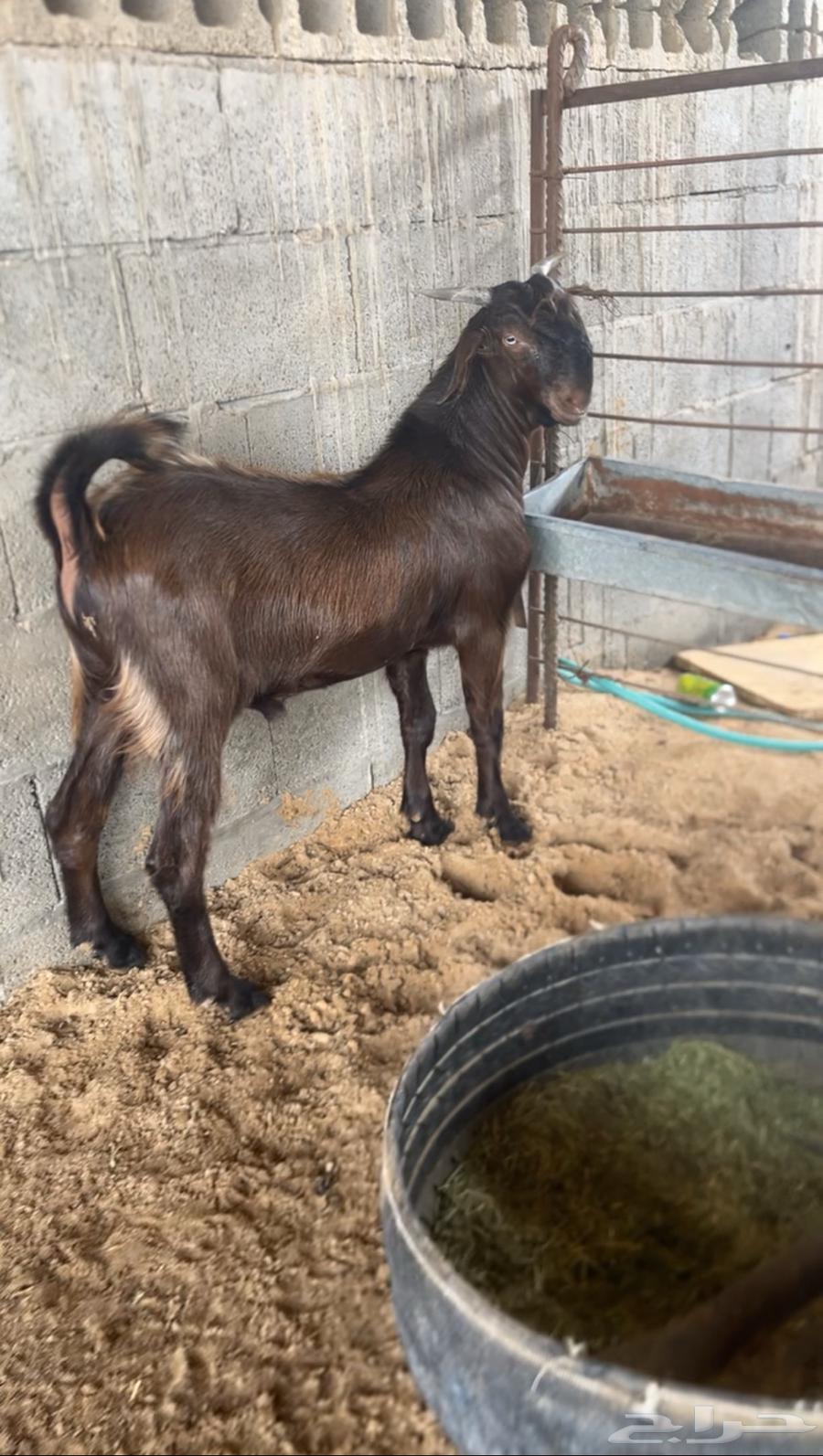 تيس شامي صنف طيب64367988835587110