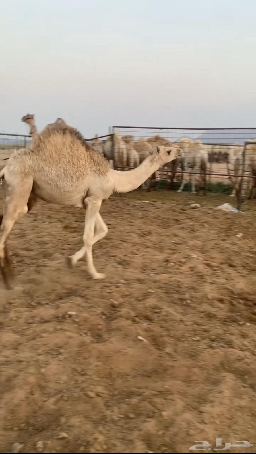 حوار فاخر للبيع64369864221442111