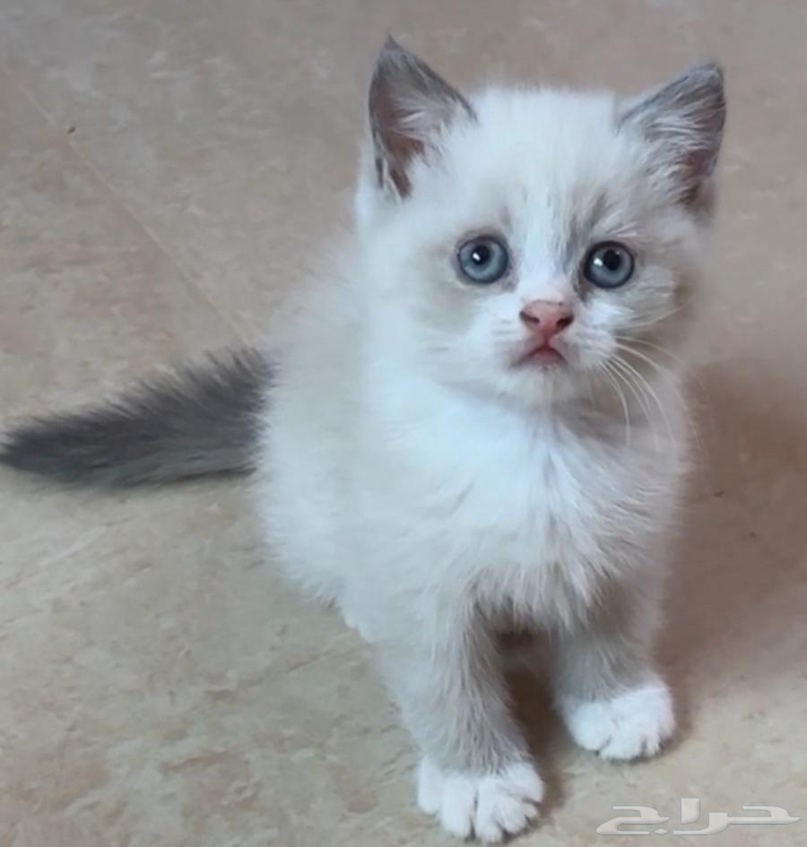 Cat kitten cat kitty kitten64347909720321110