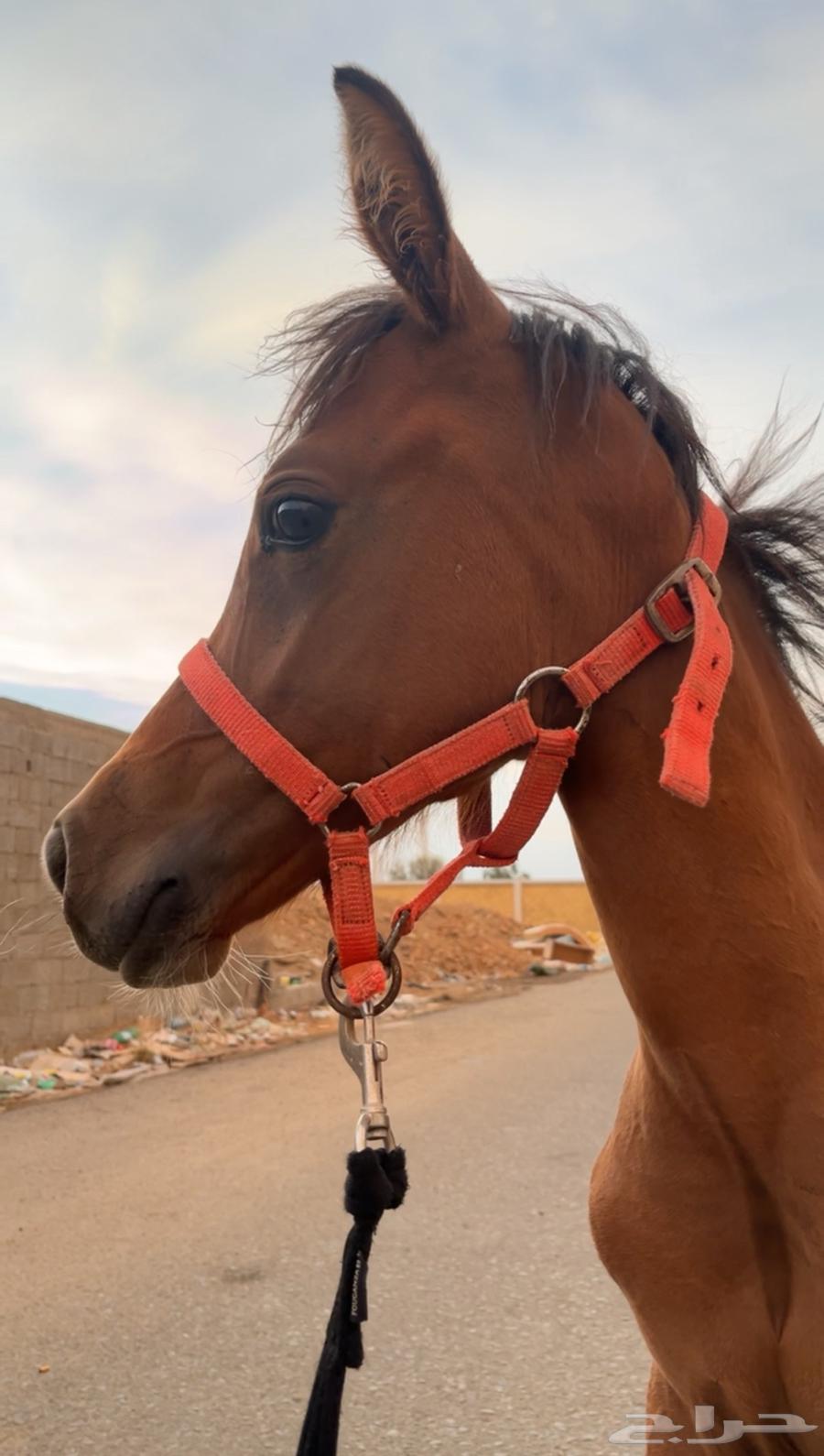 مهرة شعبية64373861268994113