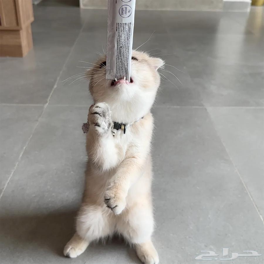 شطه سكواتش فولد للبيع 2500 السعر قابل لتفاوض64373698572034110