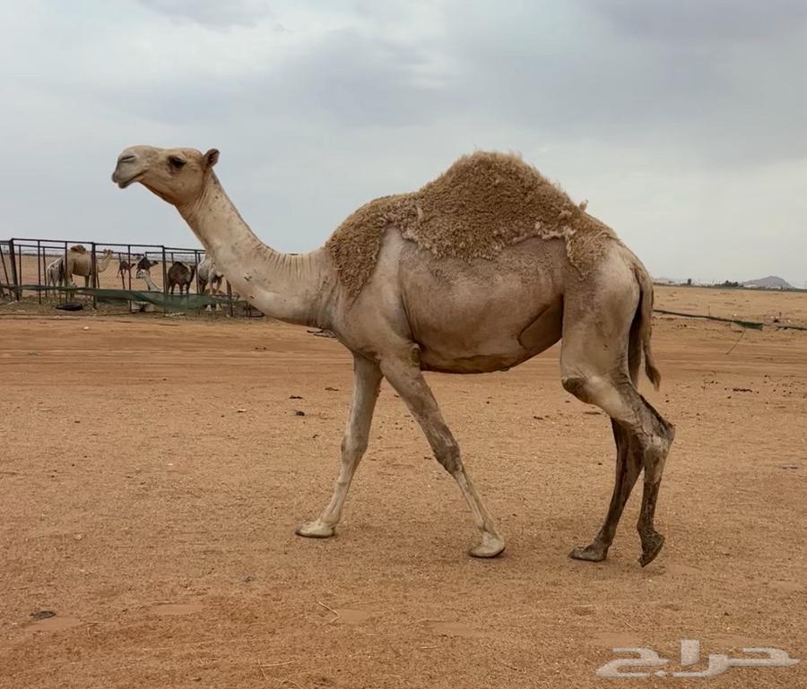 بكره ثنيه لقحه64373356743809111