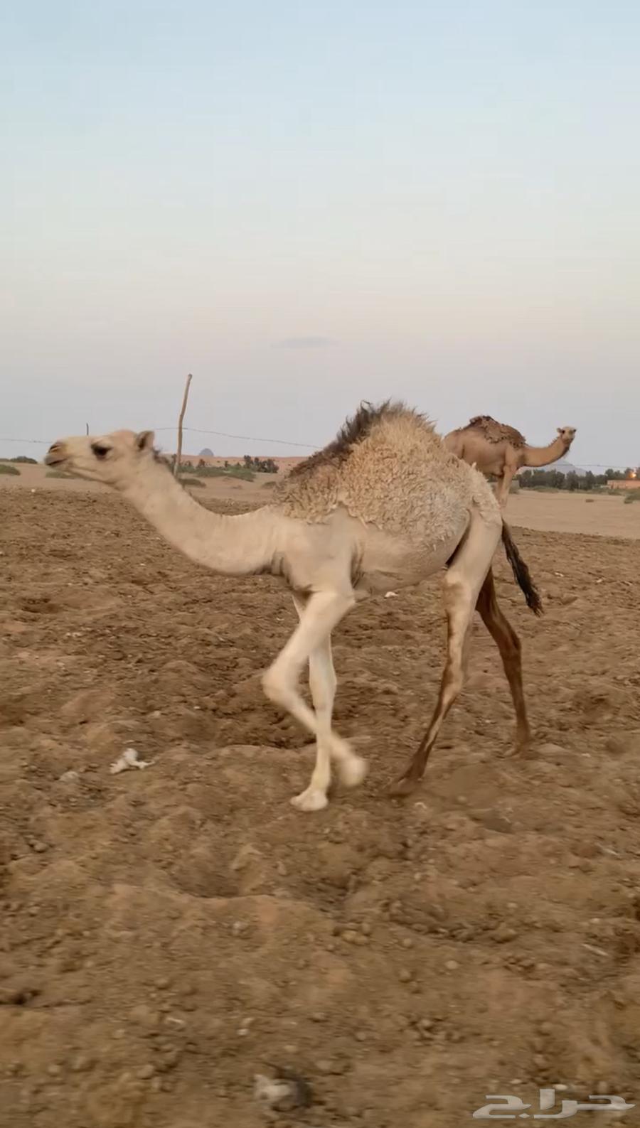 حوار فاخر للبيع64369864221442110