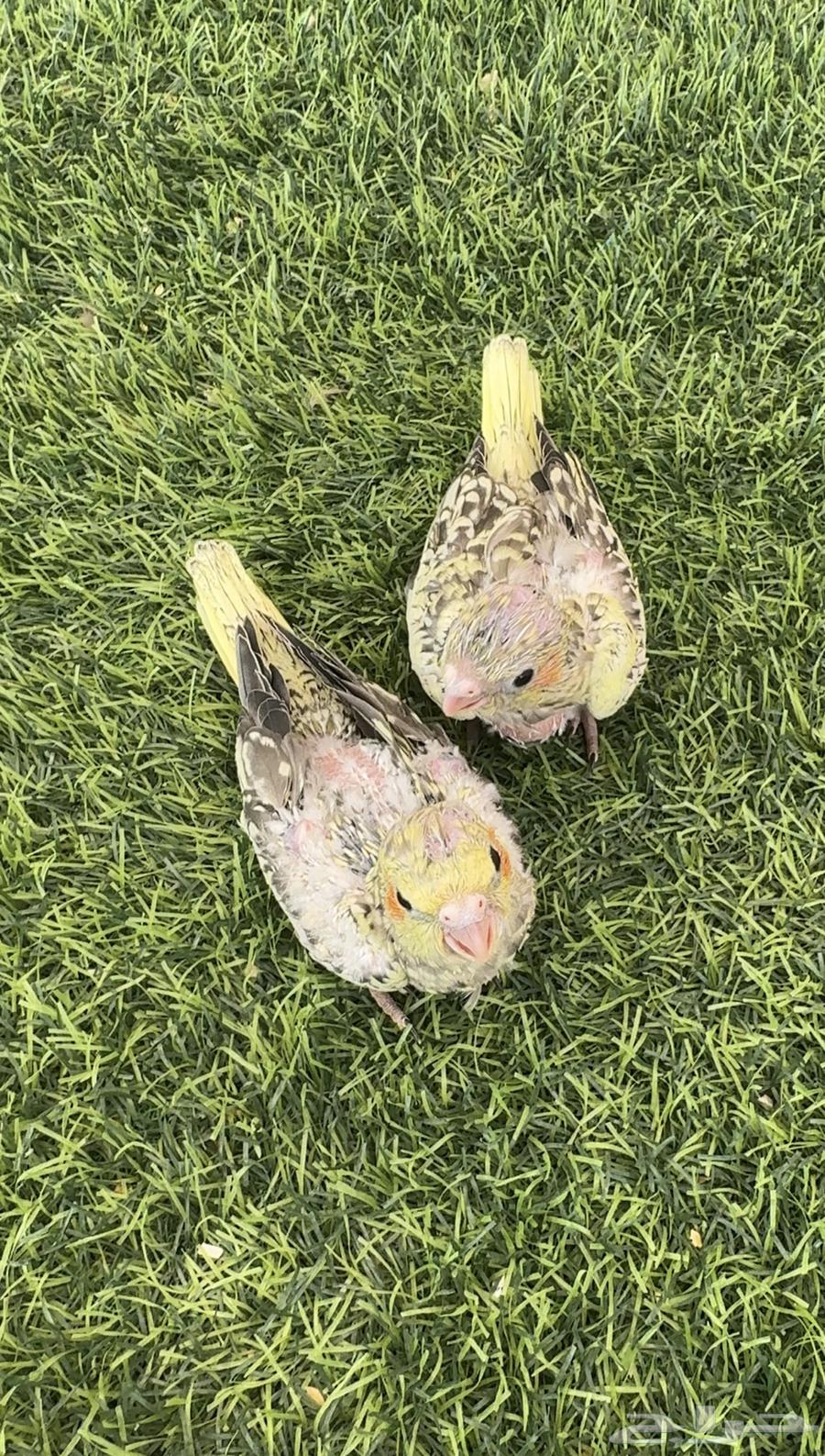 فروخ كروان64366967483138113