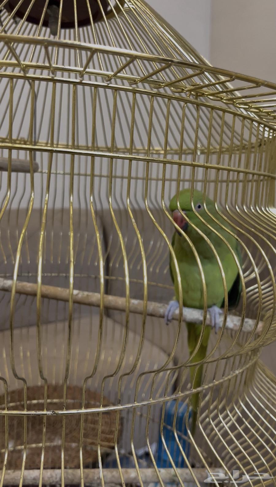 بغبغاء دره64363159300738113