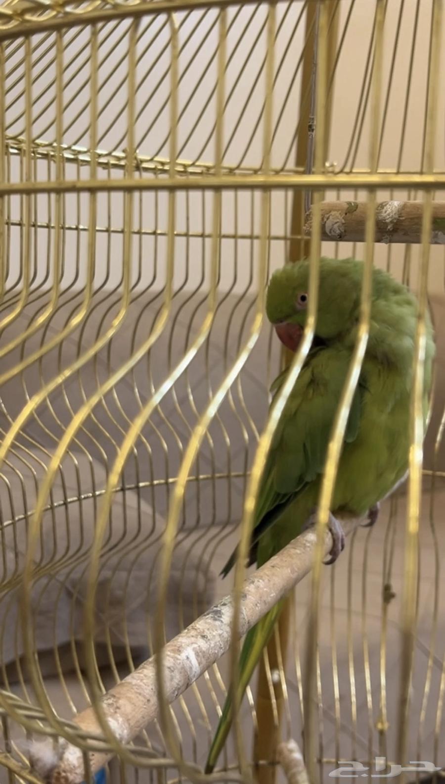 بغبغاء دره64363159300738111