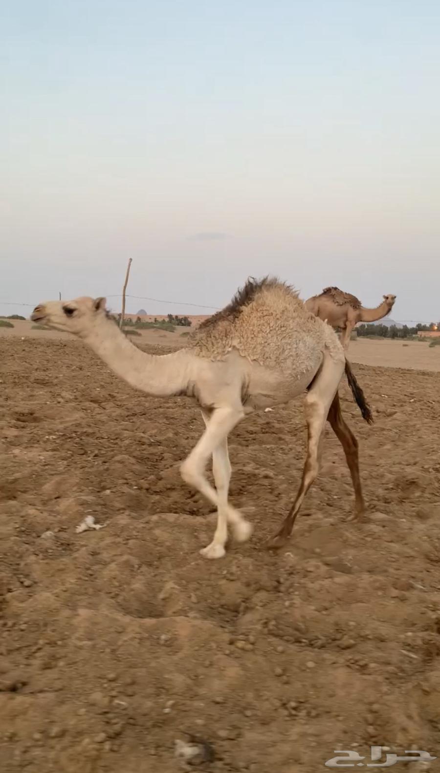 حوار فاخر للبيع64369864221442112