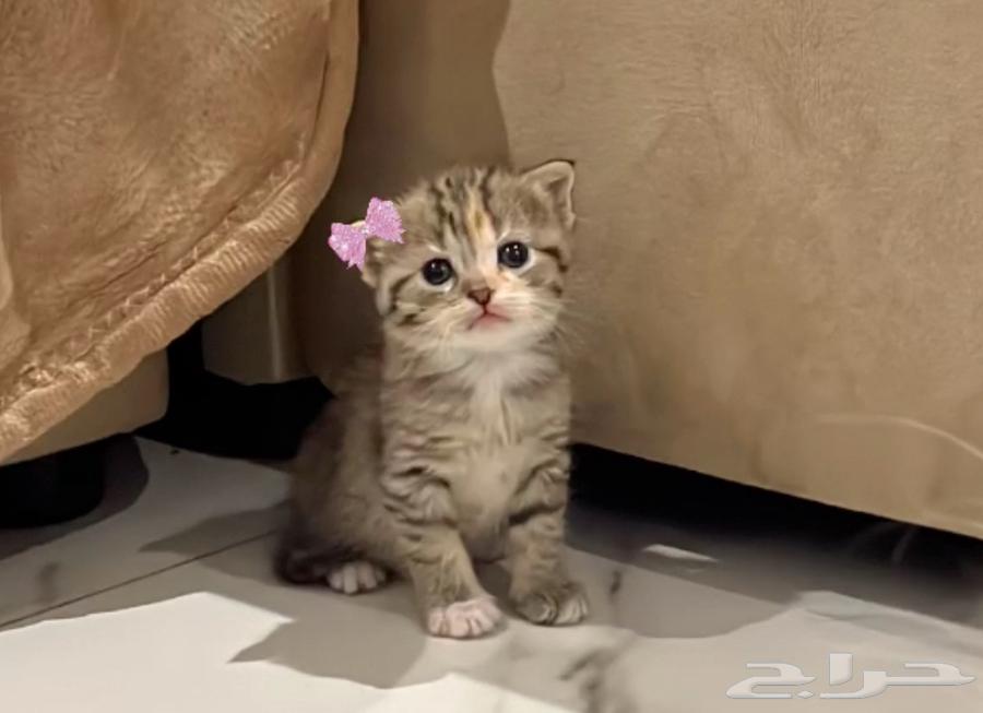 قطه للبيع64364217988099111