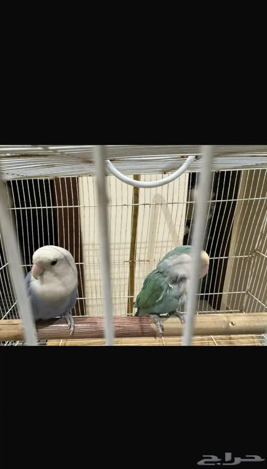 My daily pair64374349157506111