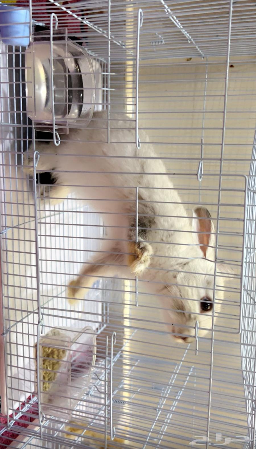 ارانب للبيع 3 ب 150 مع الاكل مجانا64366380716291111