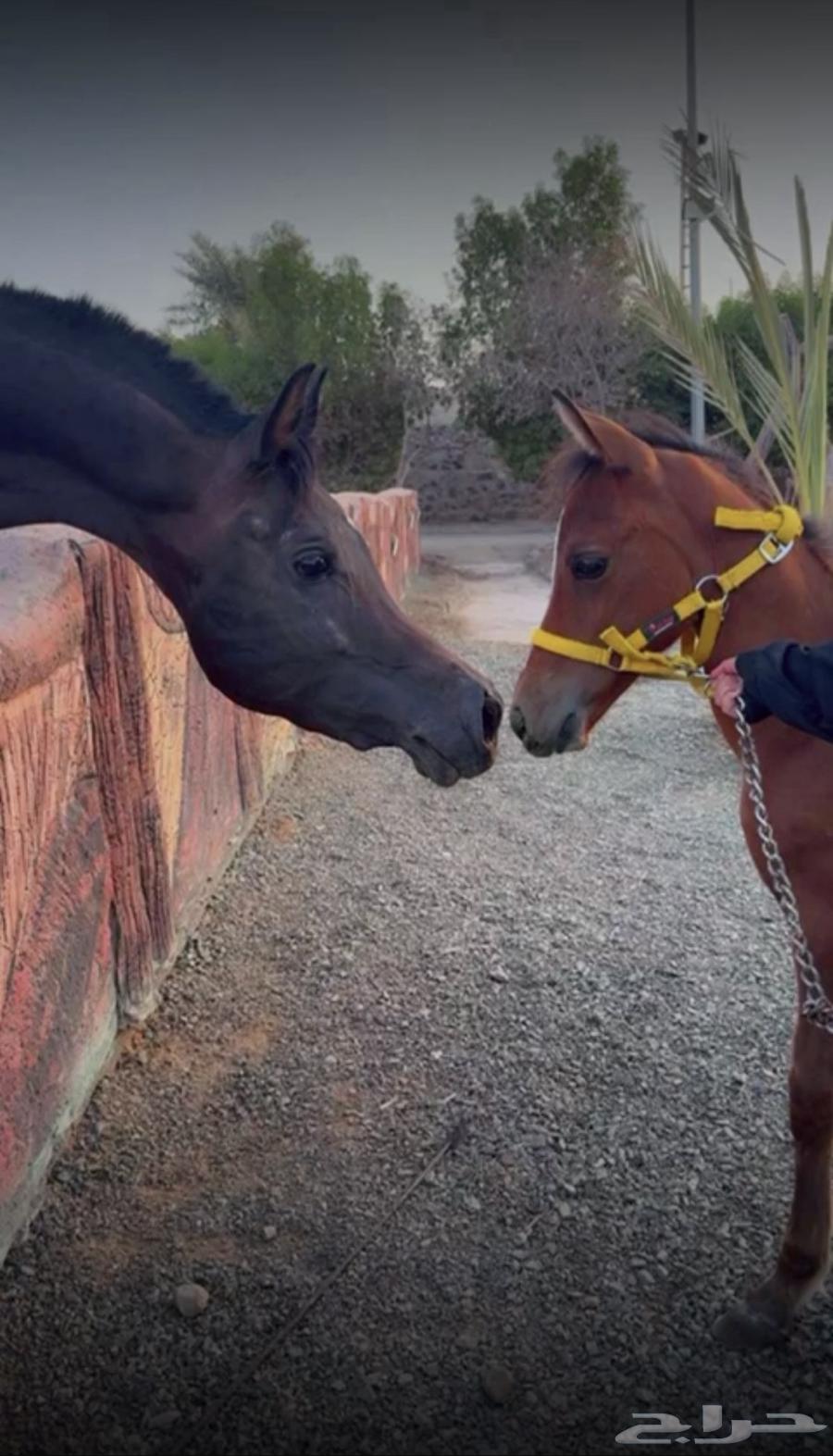 مهرة شعبية64373861268994110