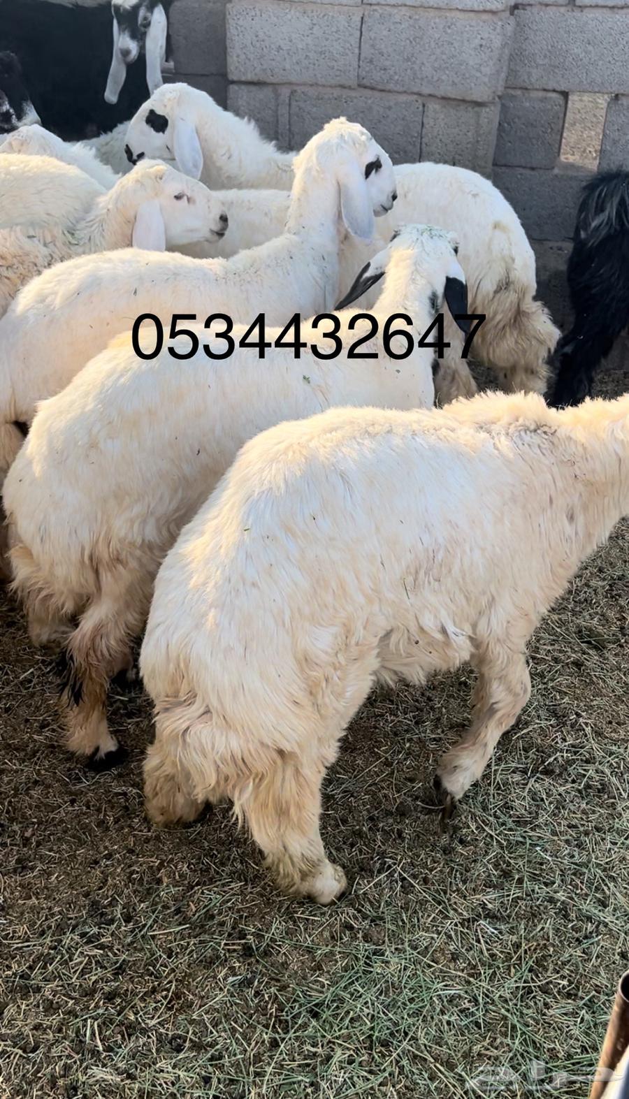 Slaughters - Lambs - Goats - Slaughter and Delivery - 1050 - 1350 -64367537342979110