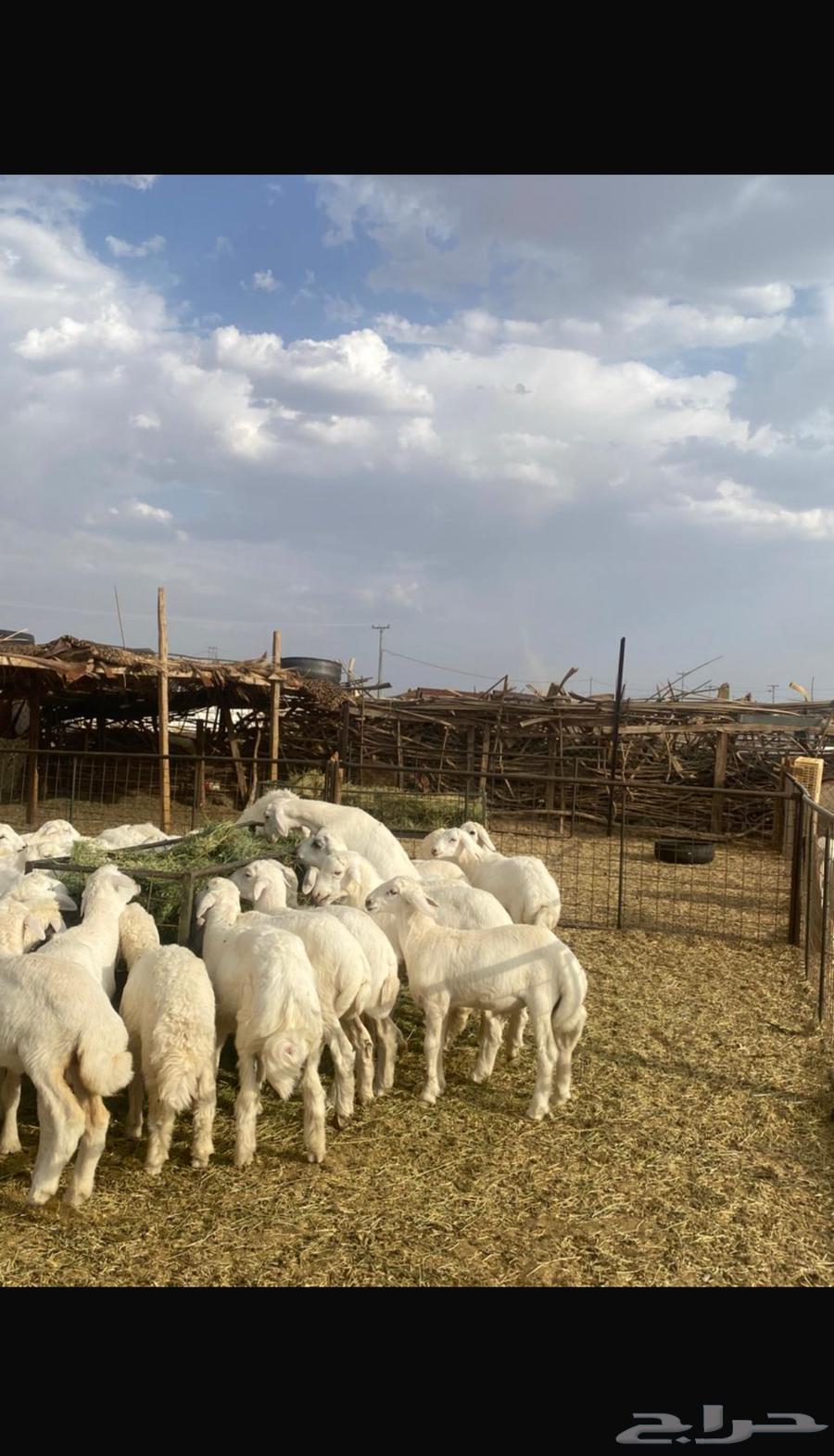 بهم حري للبيع64373388521217110