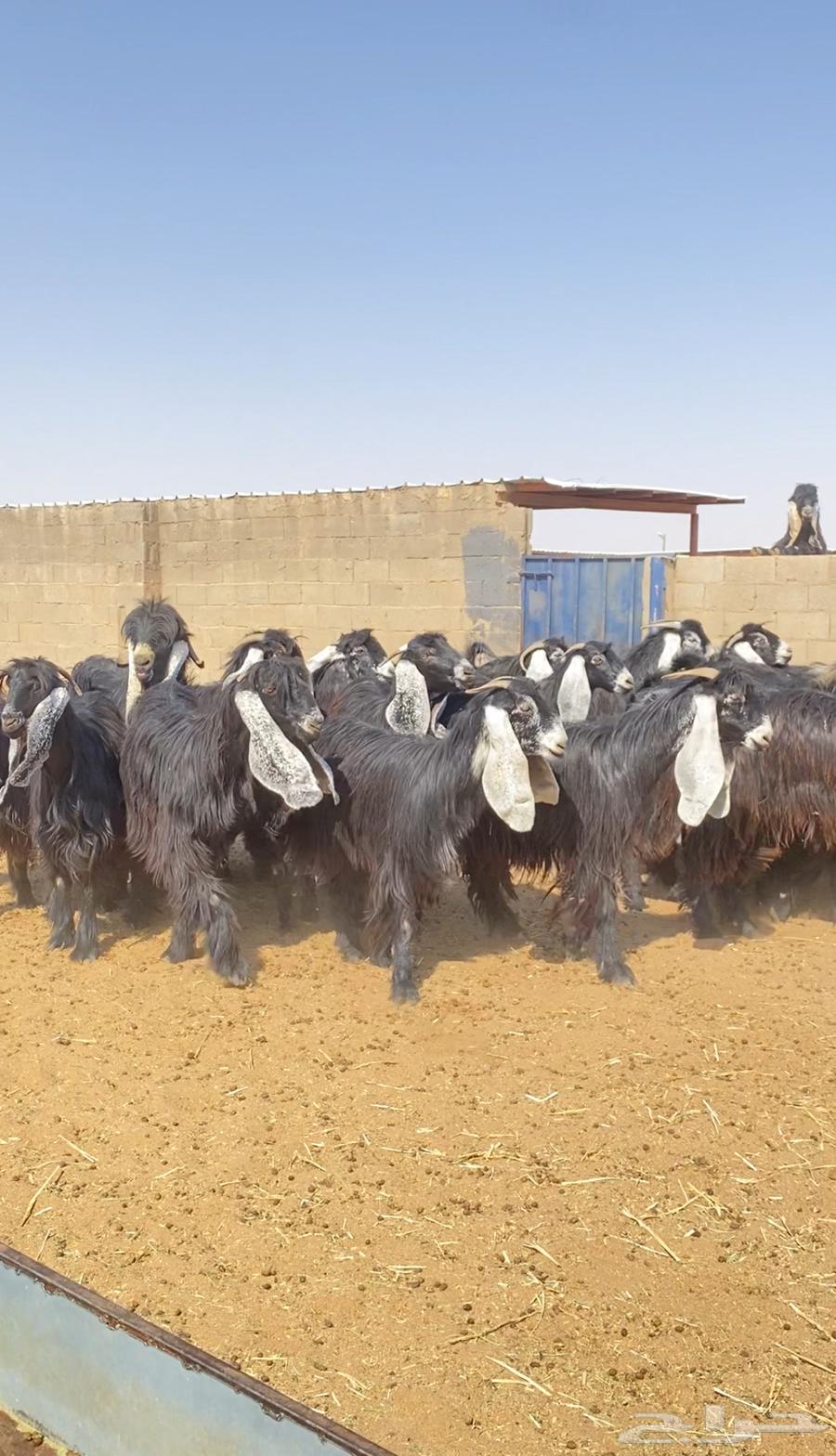 للبيع جفرات عوارض صنف64369557374850110