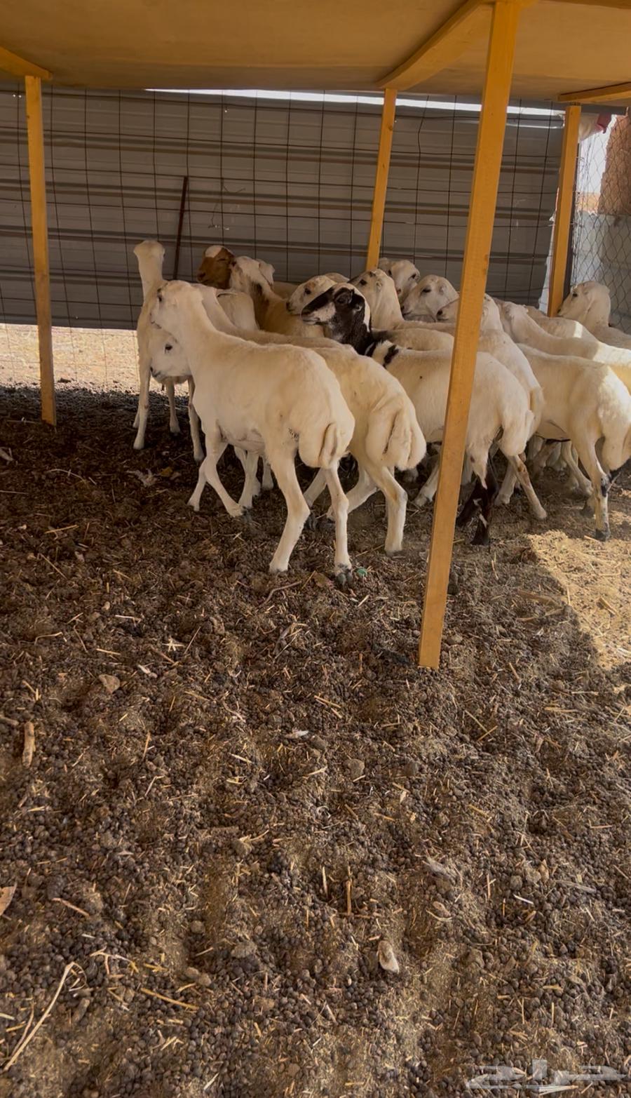 بهم رفيدي64367654369666110