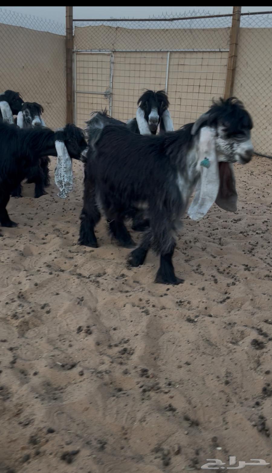 عرض بيع جفرات عوارض صنف64373194869891111