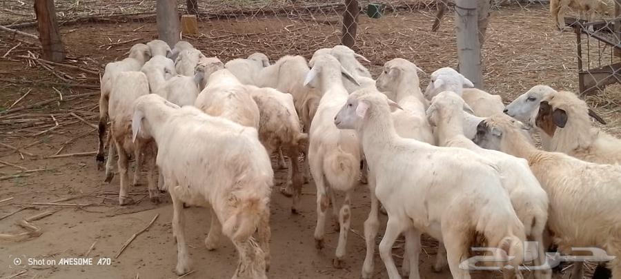 رخال مهجن حري من 550ريال64374744394883112