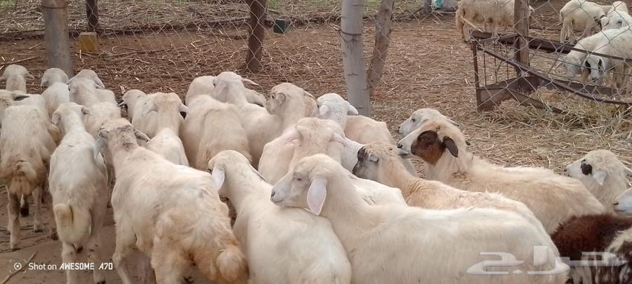 رخال مهجن حري من 550ريال64374744394883110