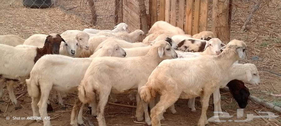 رخال مهجن حري من 550ريال64374744394883111