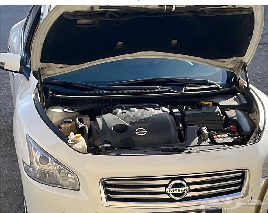 مكسيما 2014 بودي بلد نظيف64508298813825114