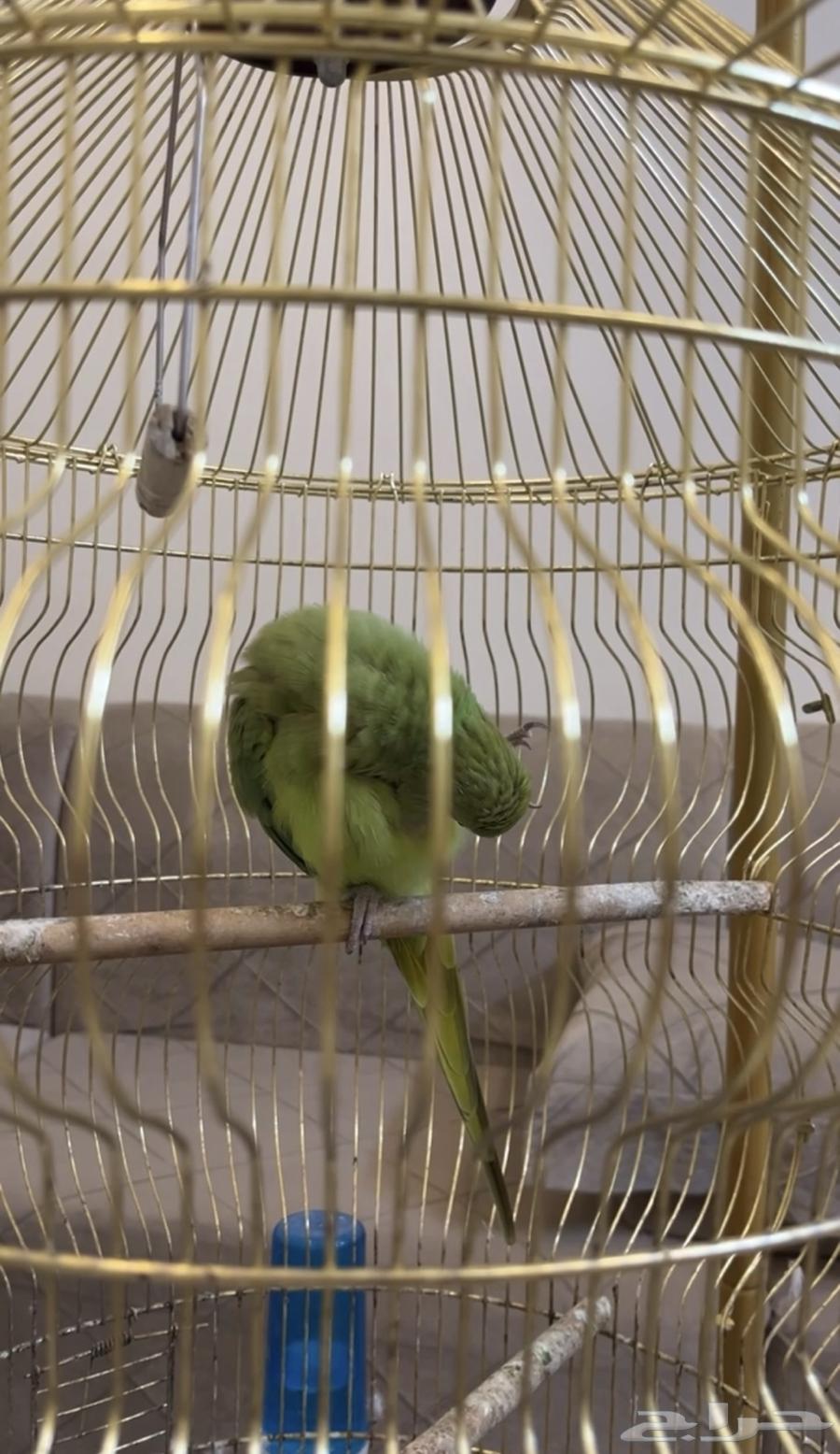 بغبغاء دره64363159300738114