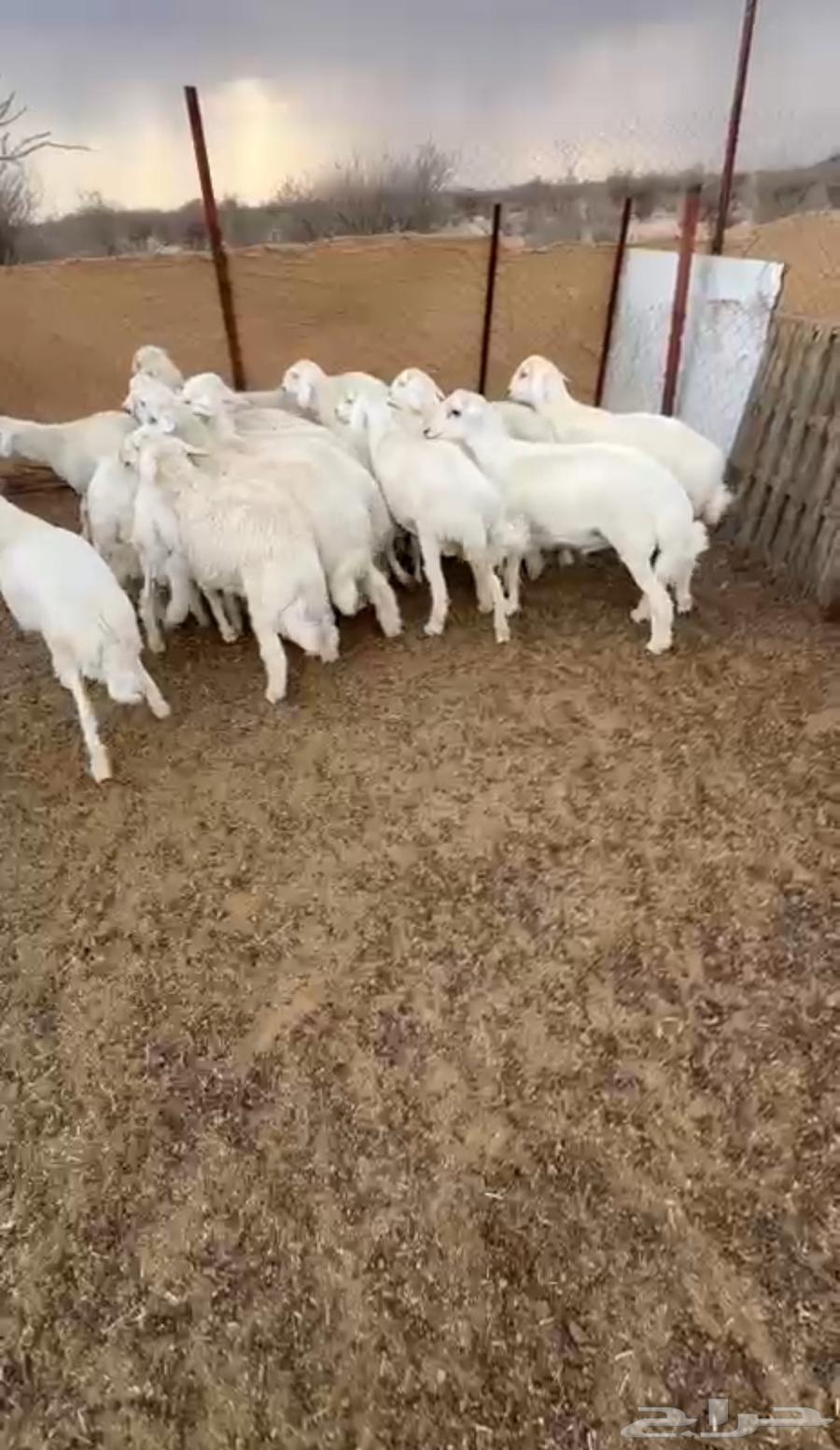 طليان حري للبيع64375572312833110