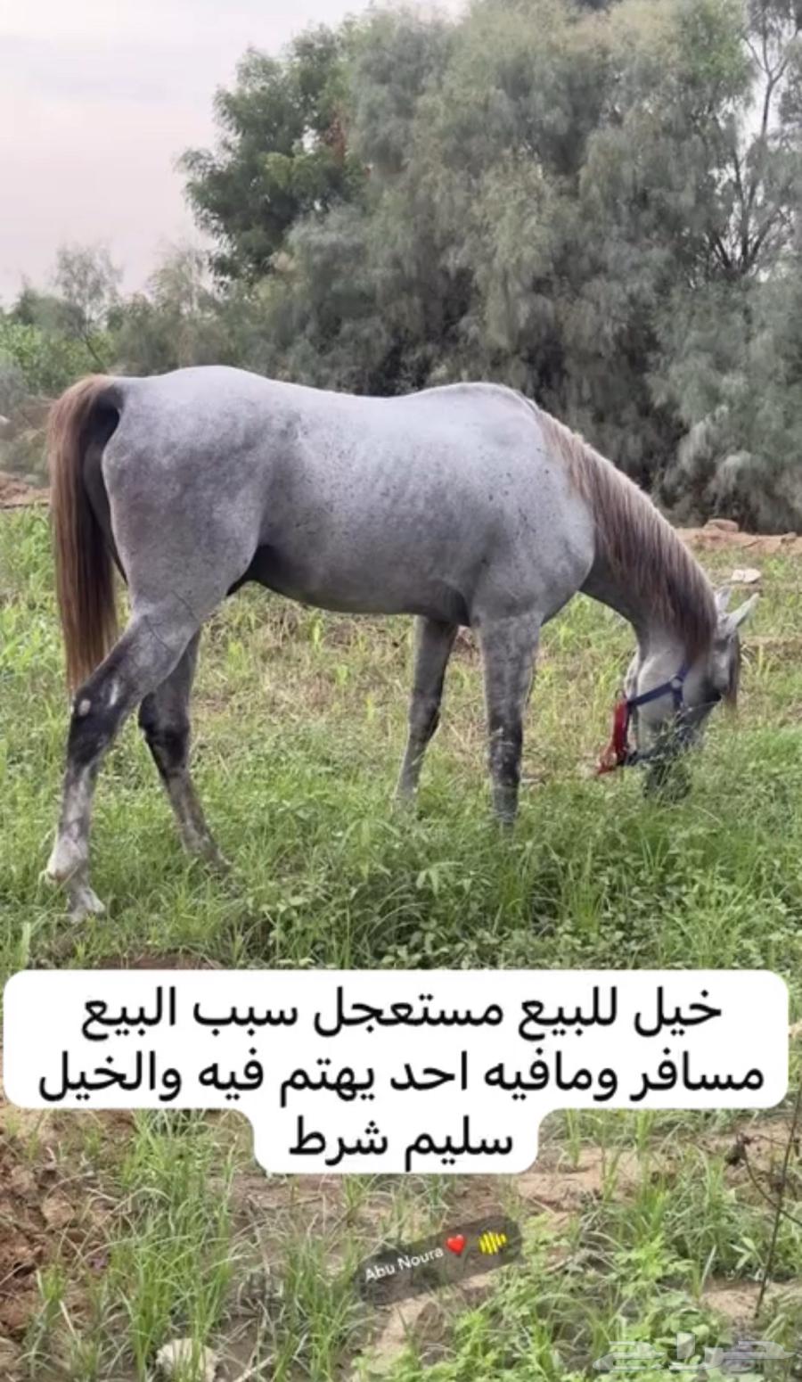 Good and conditioned horse, condition applies64367508246913110