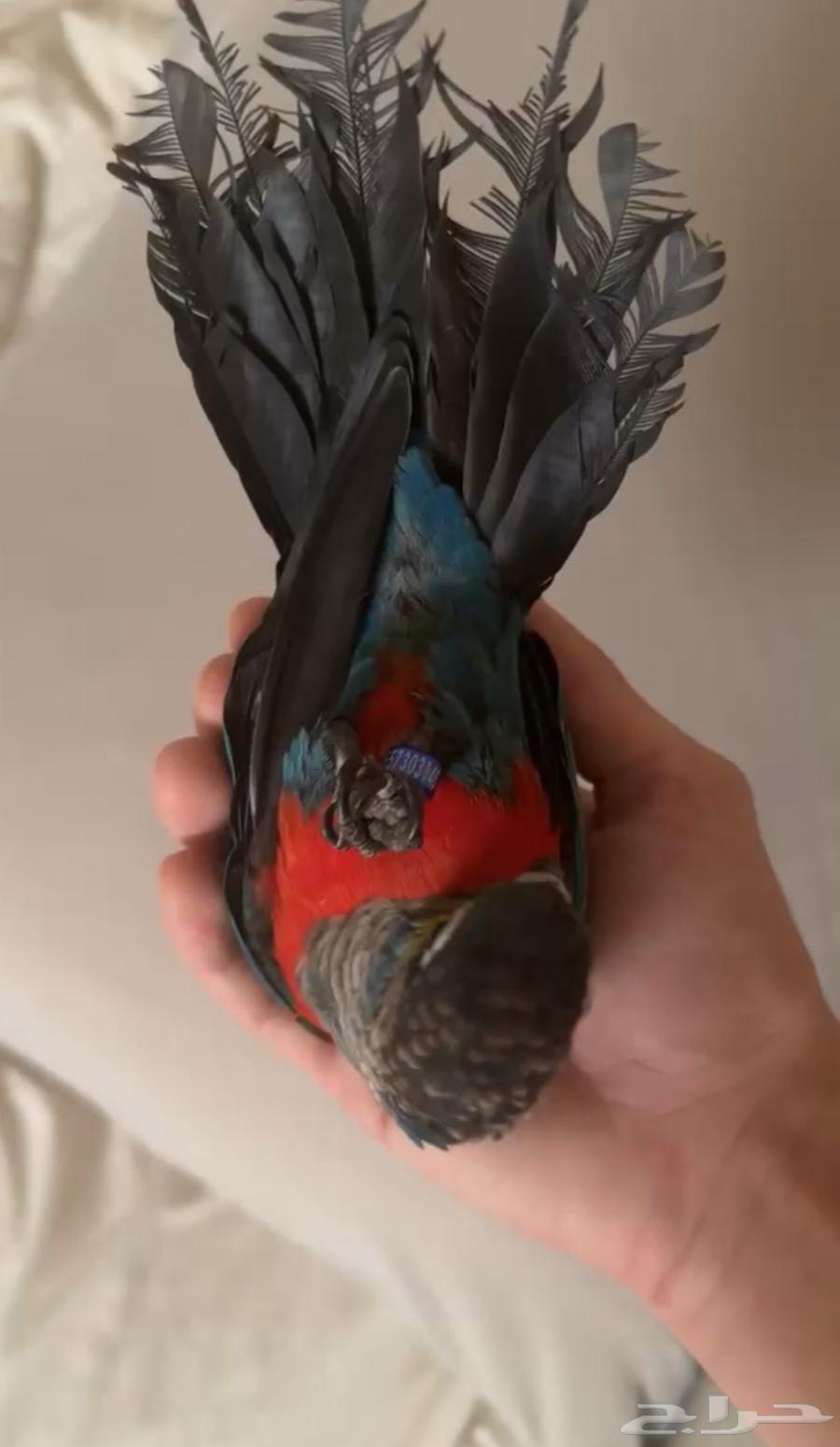 كنيور كريمسون. العمر سنتين64371001609857110