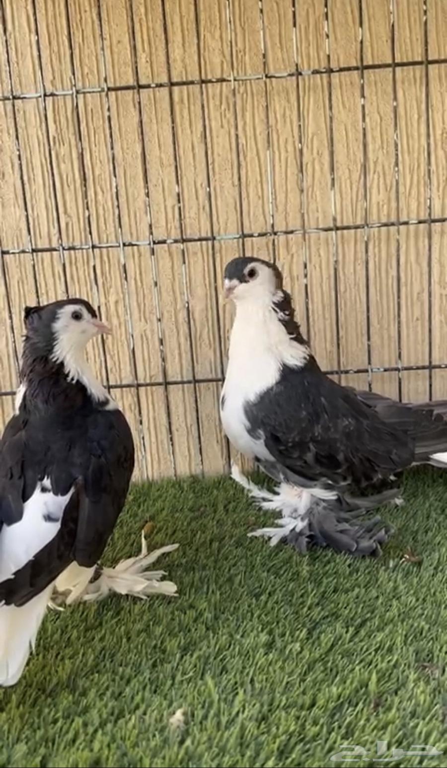 حمام شيرازي او لاهوري جوز منتج ماشاءالله. للبيع64372682655105111