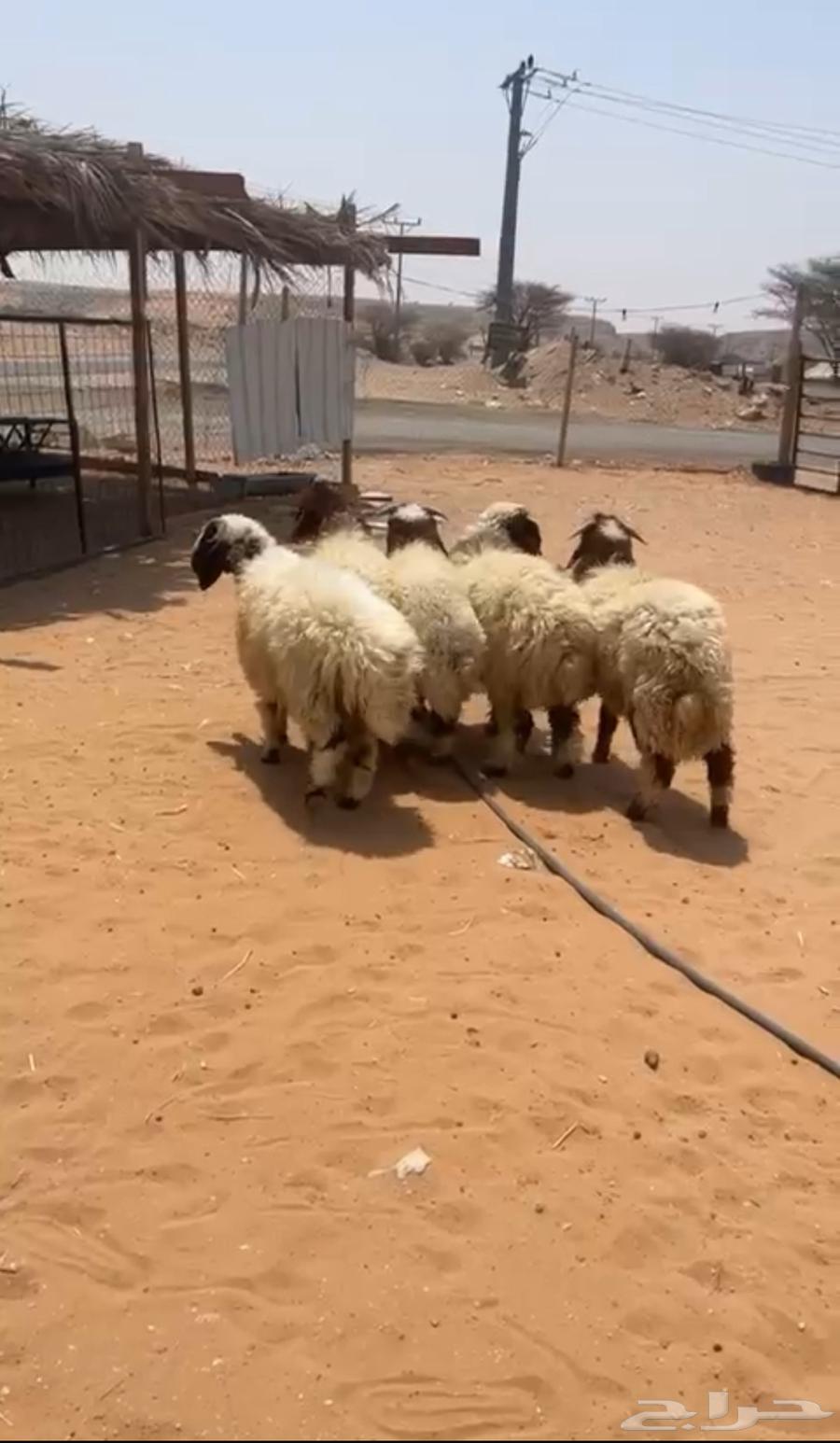 نعيم فاخره للبيع-يتوفر التقسيط تمارا64370395801217112