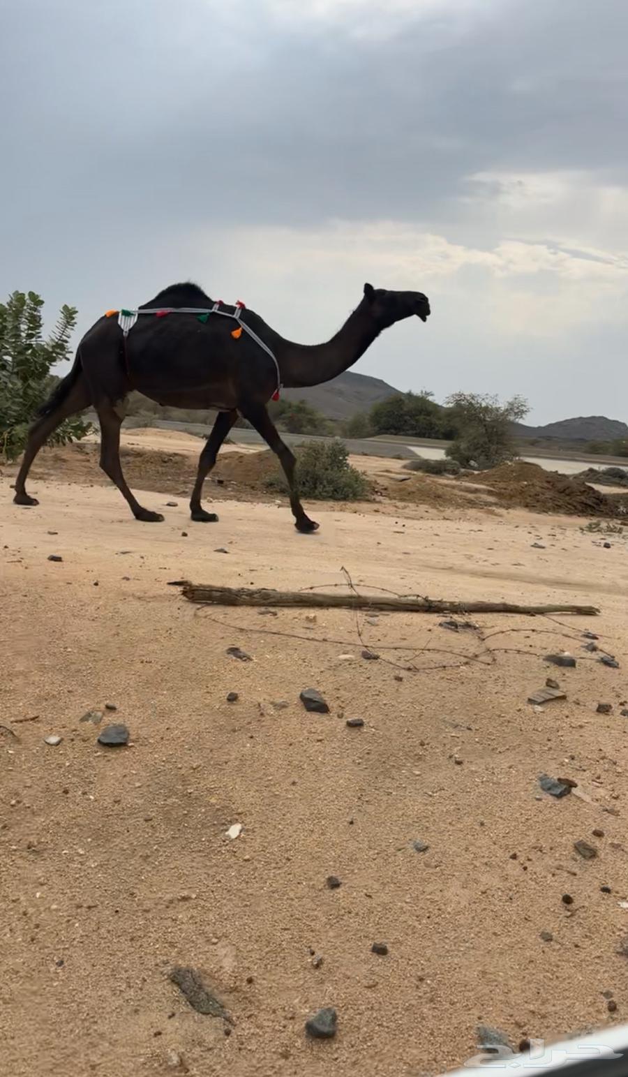 للبيع ضروبه مجهم طيبه64367988880515111