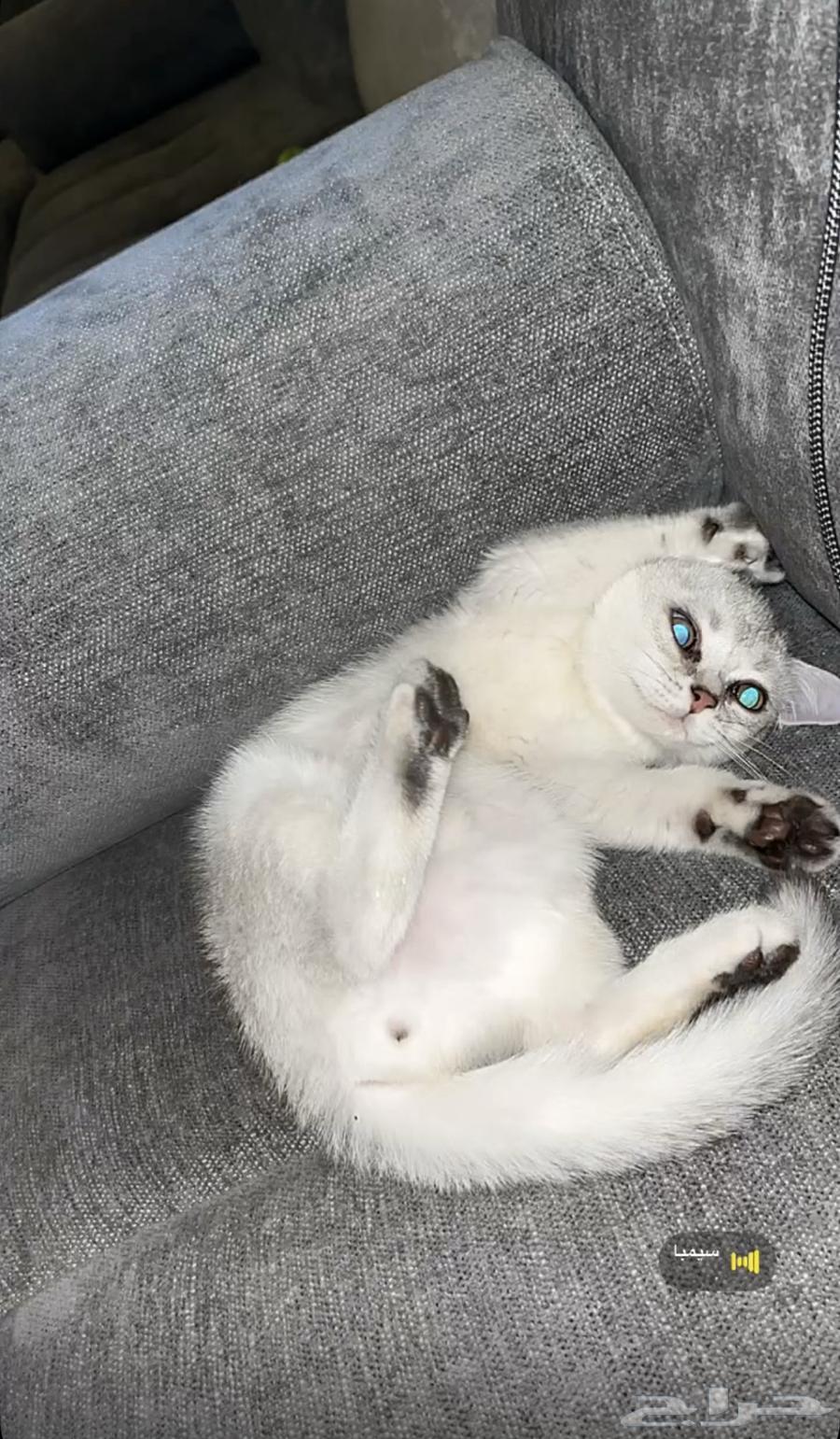 قطو للبيع سكوتش64362892468867111