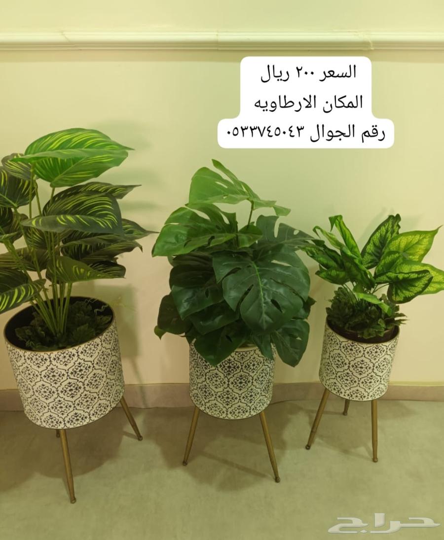 Ornamental trees64376229761283110