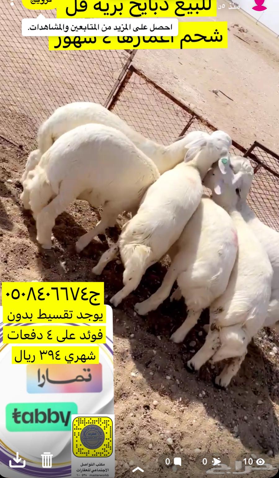 للبيع ذبايح حري64366159991938110