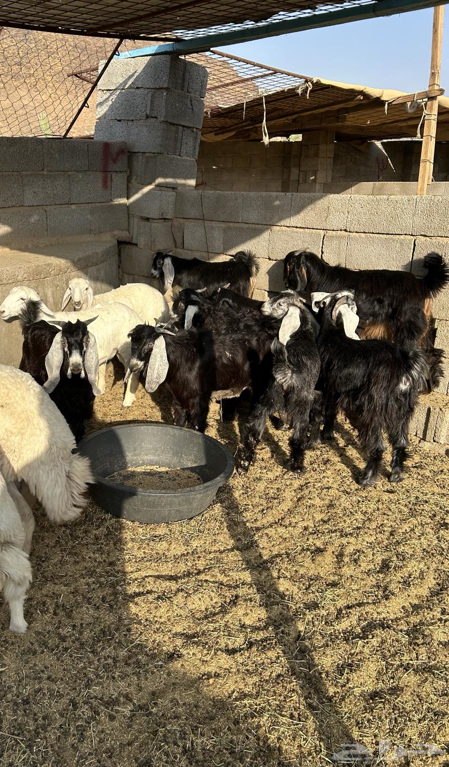 Slaughters - Lambs - Goats - Slaughter and Delivery - 1050 - 1350 -64367537342979111