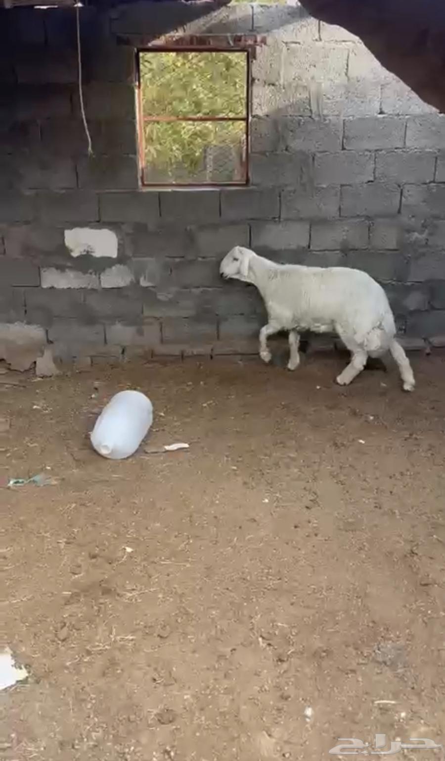 خروف كفو كفو شرط نظافه ولحم64372038157698112