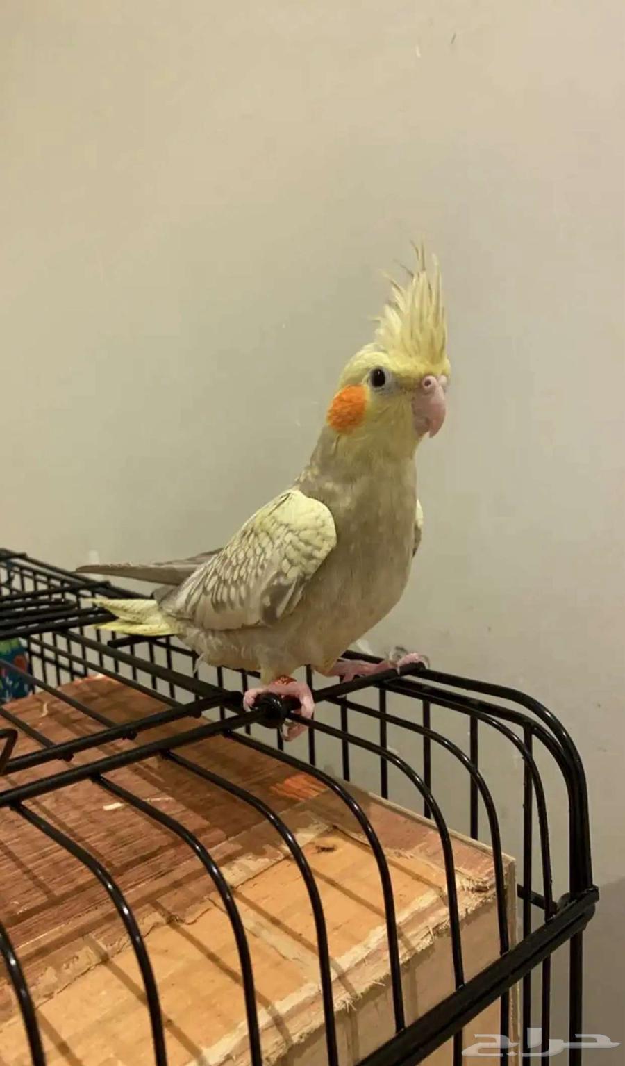 طير كروان اليف64373507343234111