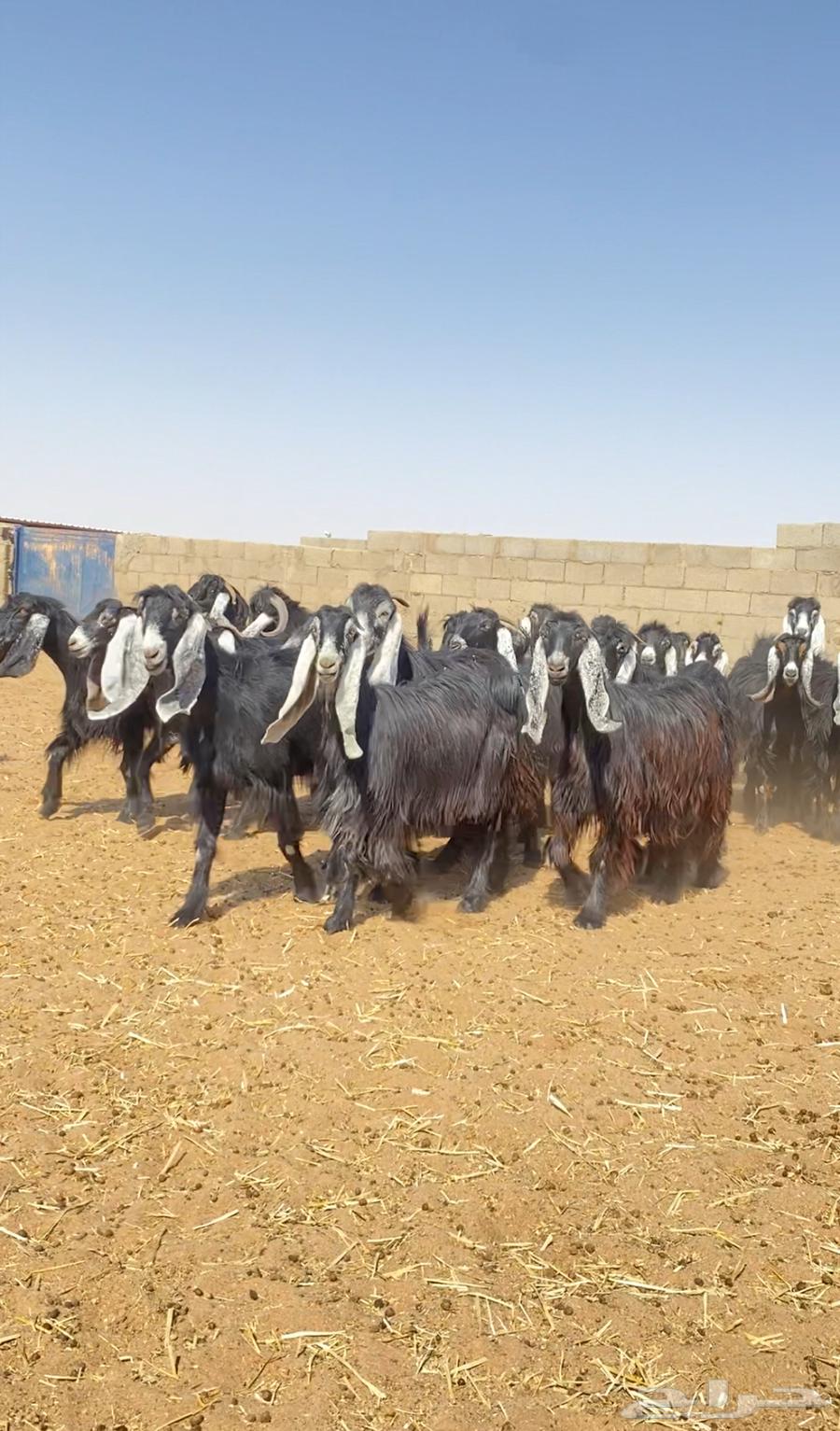 للبيع جفرات عوارض صنف64369557374850111