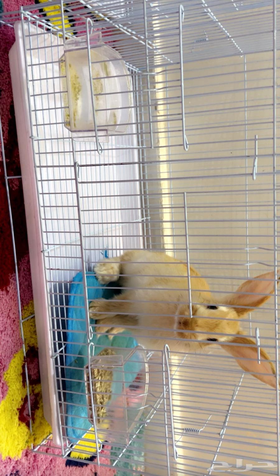 ارانب للبيع 3 ب 150 مع الاكل مجانا64366380716291110