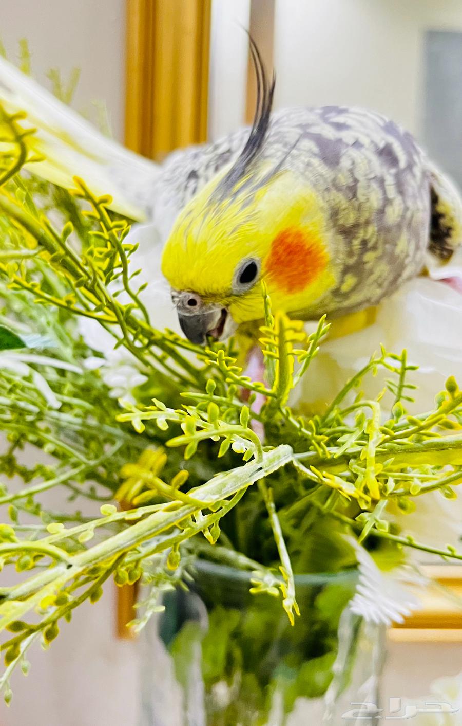 للبيع كروان اليف64364188343811110