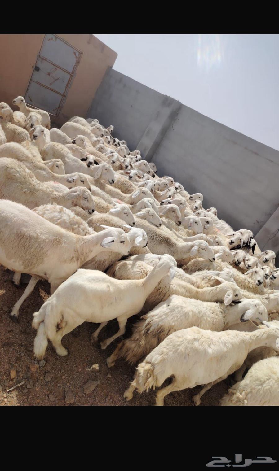 Free-range sheep breed64365703457667112