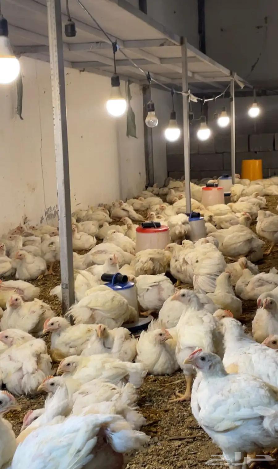 Large quantities of broiler chickens available with special prices for bulk orders64371569796993110