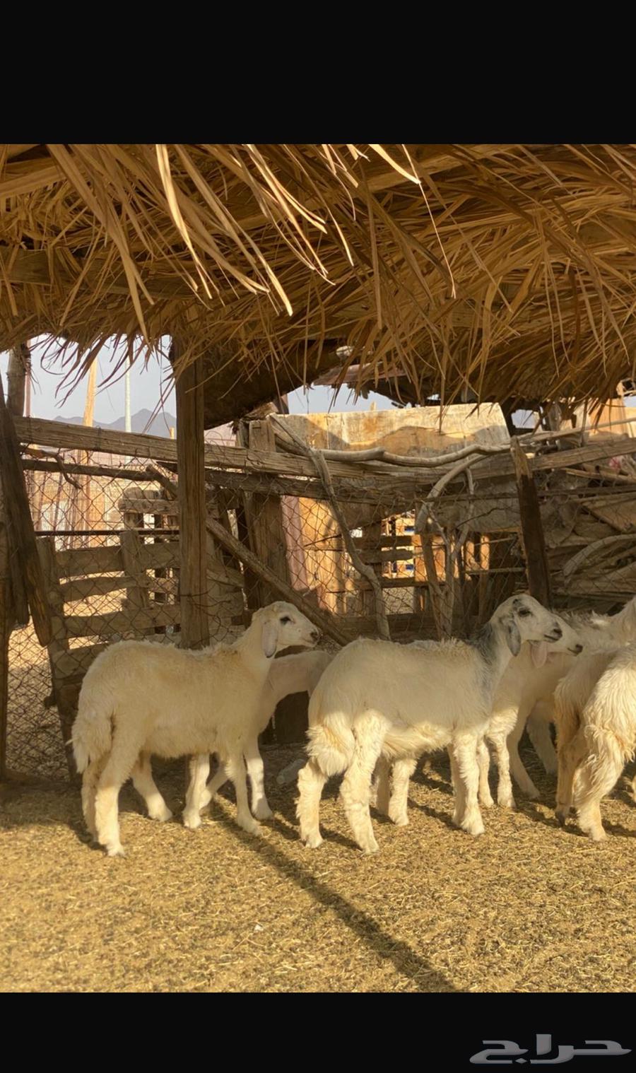 بهم حري للبيع64373388521217113