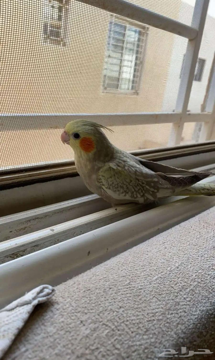 طير كروان اليف64373507343234110