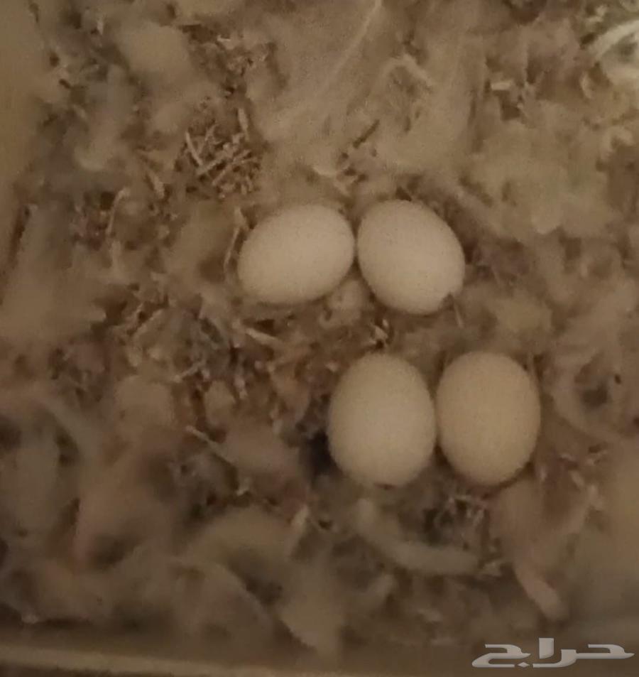 زوج روز البينو عيون حمر منتج تحته بيض64369689025794110