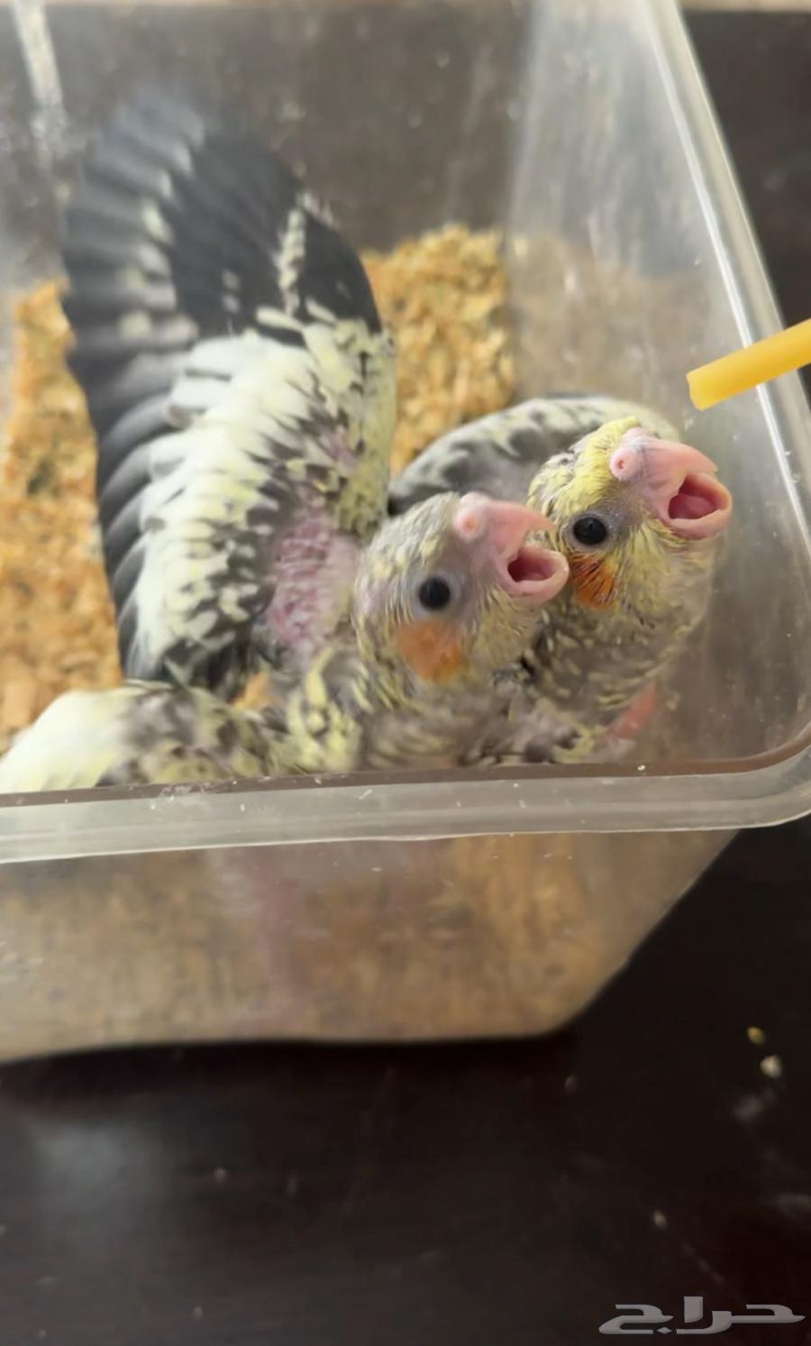 فروخ كروان64366967483138110