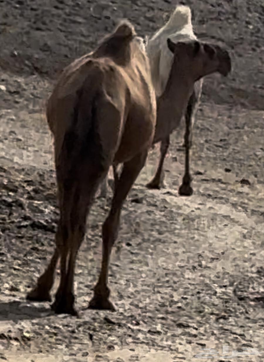 ناقه للبيع64365983040899111