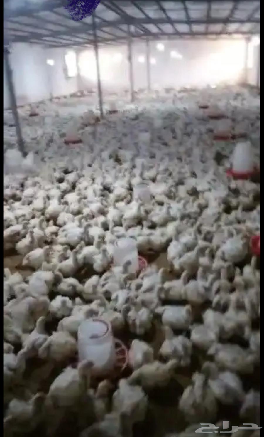 Broiler chicken quantities64371672387330110